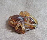 Native Zuni Amber Mini Spider Fetish Carving by Lewis Malie - C4894