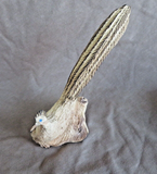 Native Zuni Antler XL Resting Roadrunner Fetish Carving by Ruben Najera C4893