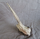 Native Zuni Antler XL Resting Roadrunner Fetish Carving by Ruben Najera C4893