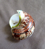 Native Zuni Amazing Snail Shell Eagle Fetish by Bryson Bobelu  - C4495